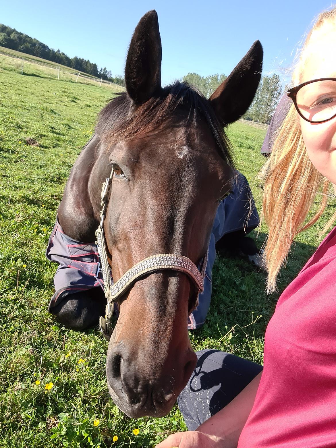 Dansk Varmblod Mr. Jeffrick ~ Jeffer ~ billede 7