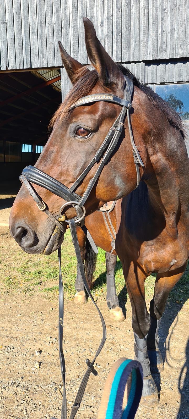 Dansk Varmblod Mr. Jeffrick ~ Jeffer ~ billede 3