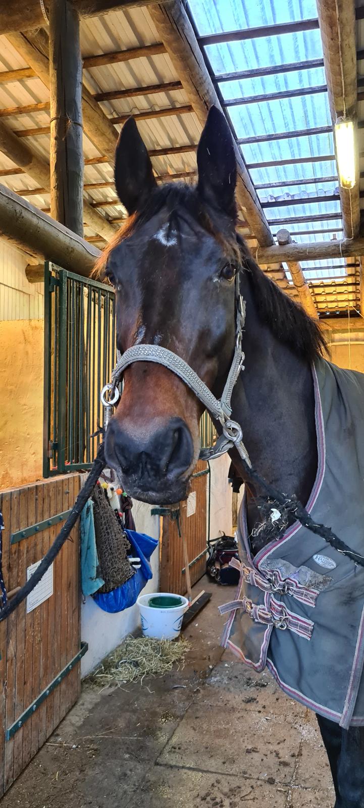 Dansk Varmblod Mr. Jeffrick ~ Jeffer ~ billede 8