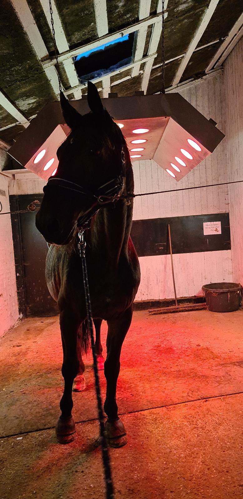 Dansk Varmblod Mr. Jeffrick ~ Jeffer ~ billede 9