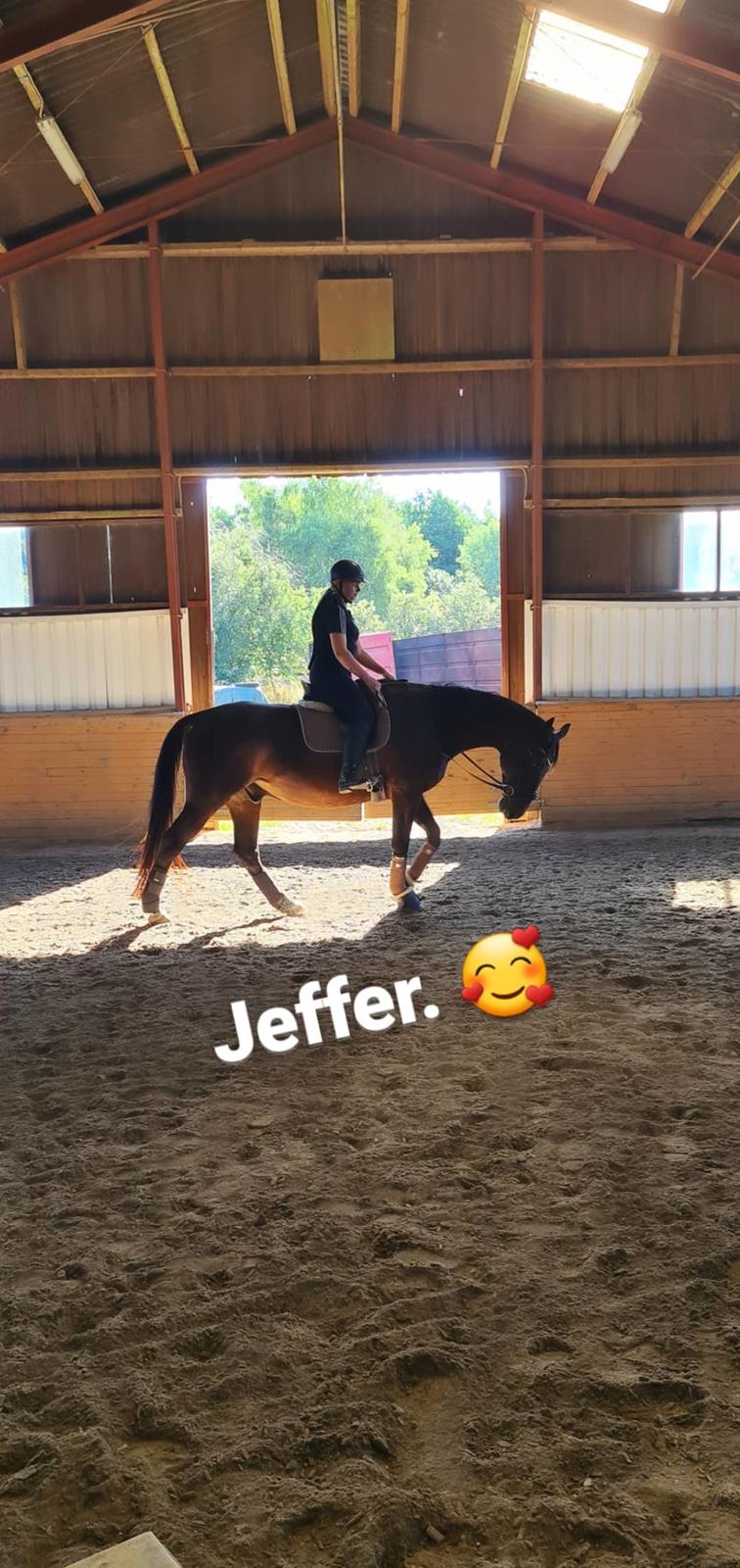 Dansk Varmblod Mr. Jeffrick ~ Jeffer ~ billede 2