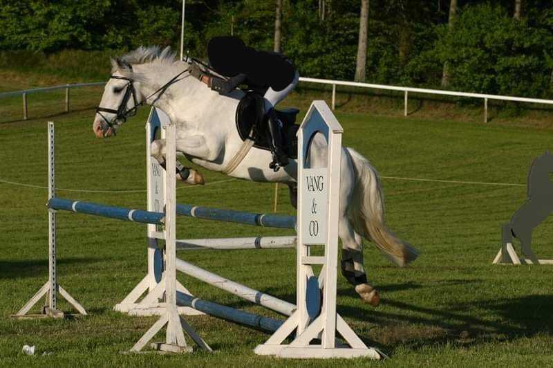 Anden særlig race Irish Patch  *I.P* [Himmel hest] - I.P 8 år.  billede 3