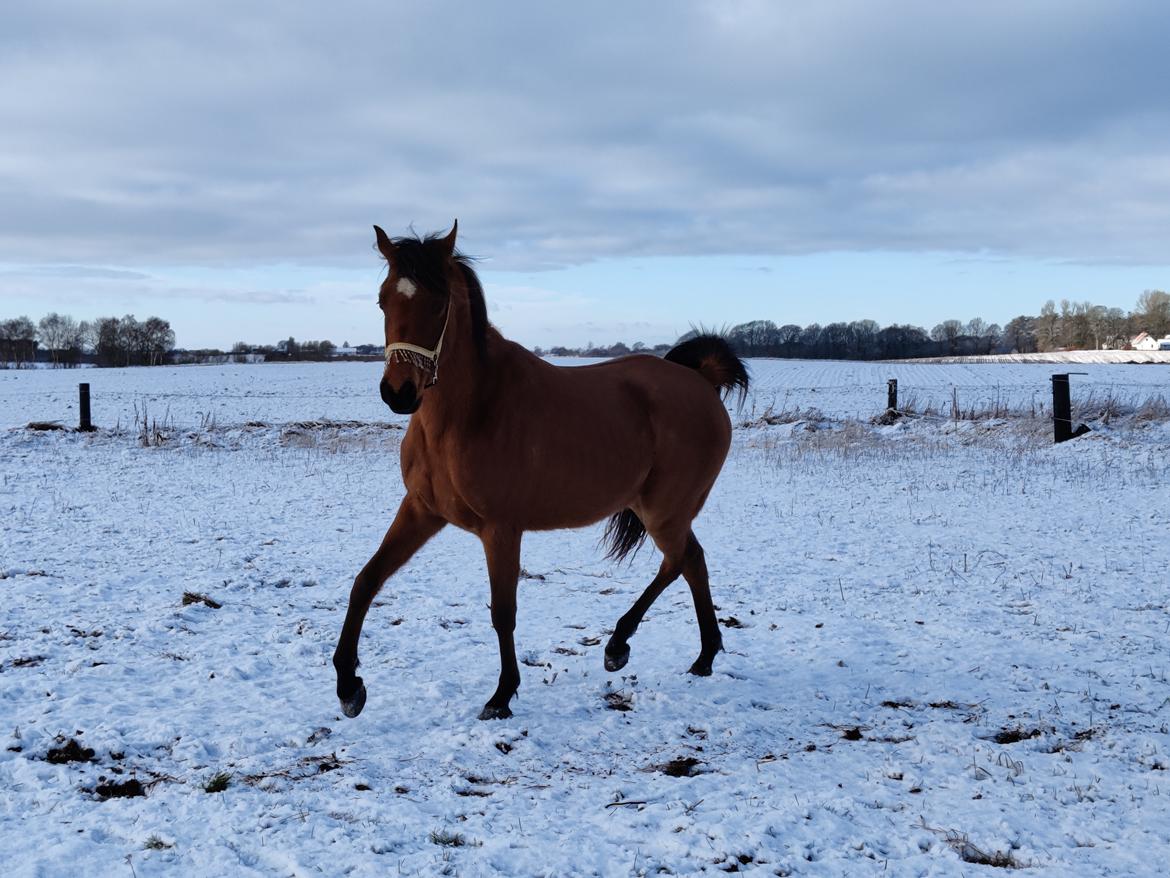 Arabisk fuldblod (OX) Rastox Sedira OX *SOLGT* billede 7