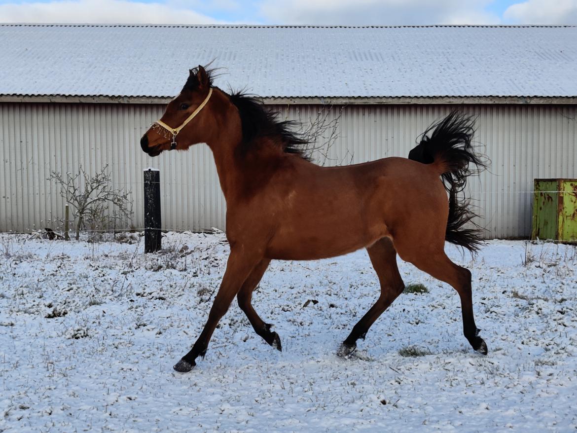 Arabisk fuldblod (OX) Rastox Sedira OX *SOLGT* billede 9