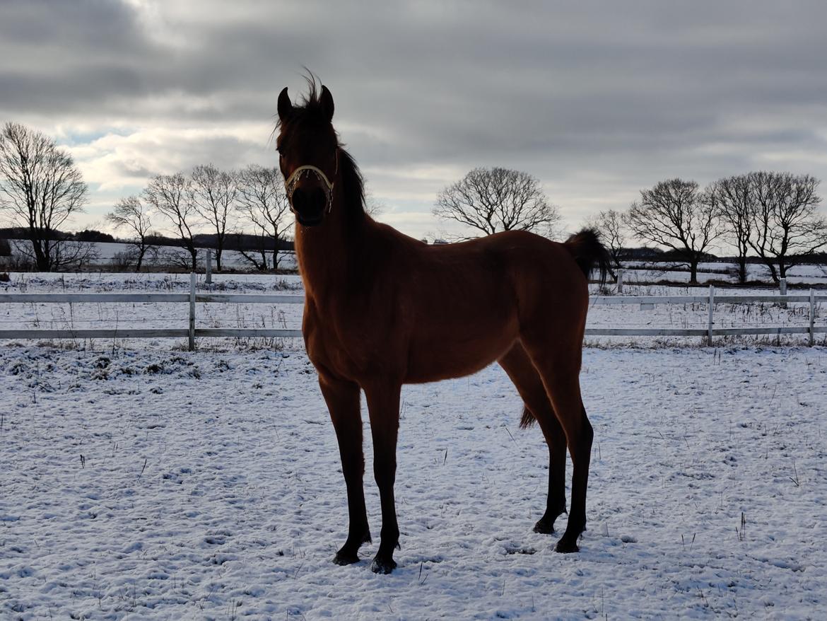 Arabisk fuldblod (OX) Rastox Sedira OX *SOLGT* billede 10