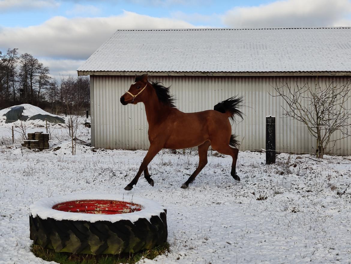 Arabisk fuldblod (OX) Rastox Sedira OX *SOLGT* billede 8