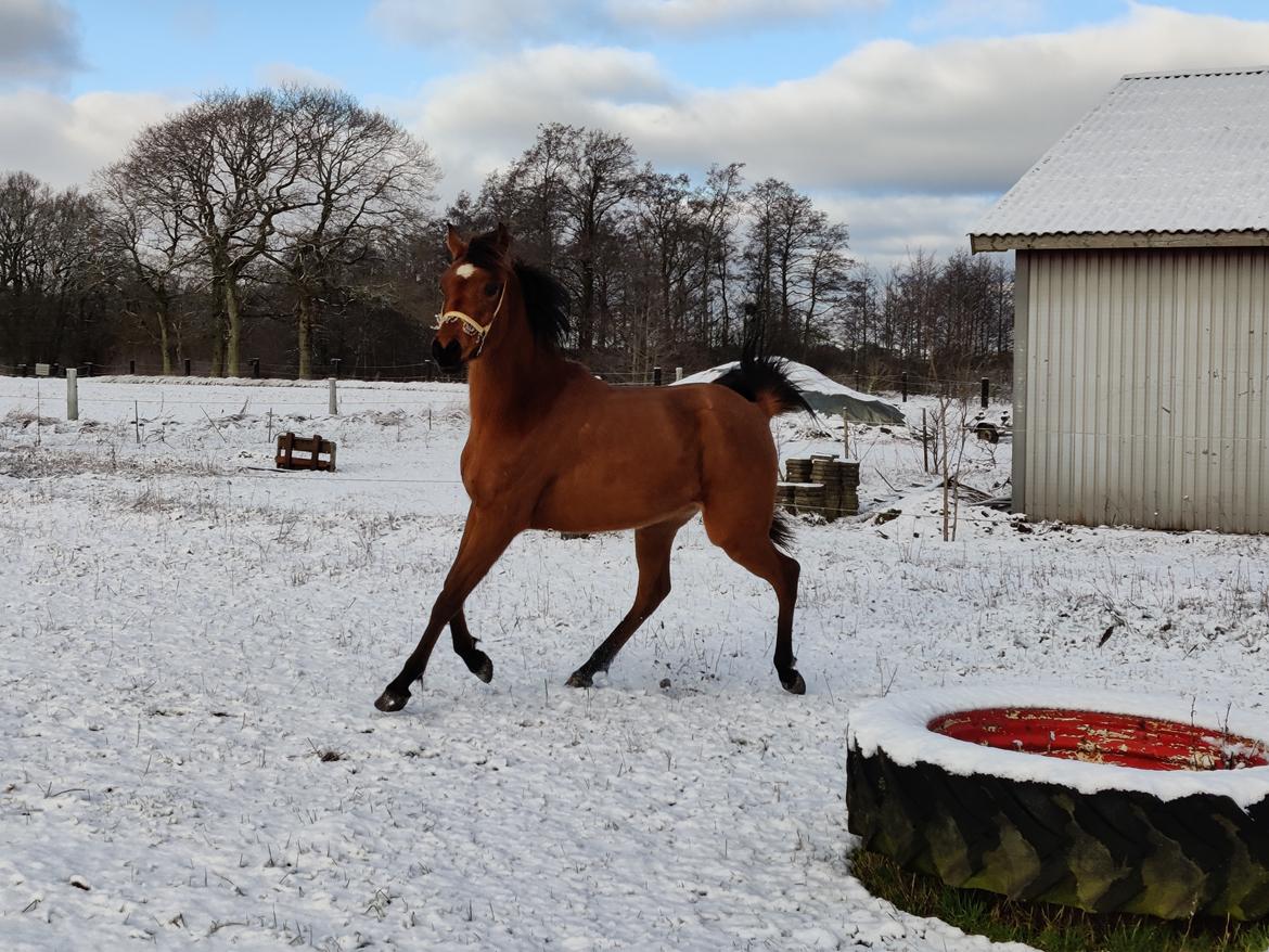 Arabisk fuldblod (OX) Rastox Sedira OX *SOLGT* billede 6