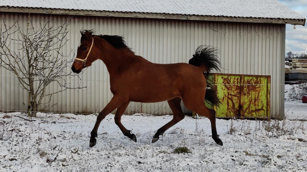 Arabisk fuldblod (OX) Rastox Sedira OX *SOLGT* billede 4