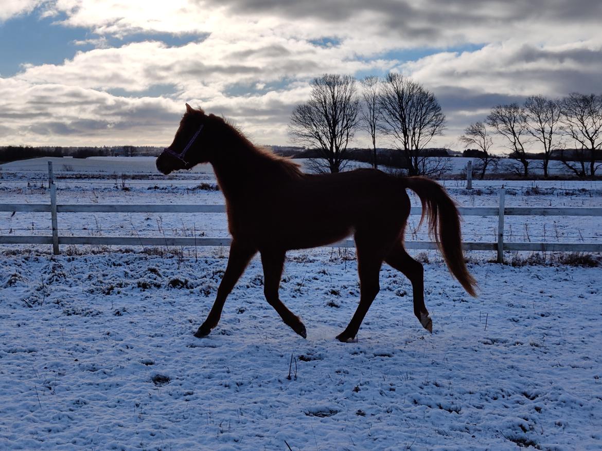 Arabisk fuldblod (OX) Rastox Nokima OX *SOLGT* billede 6