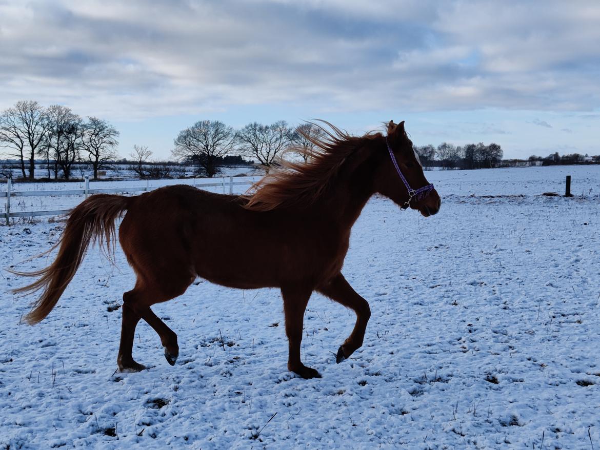 Arabisk fuldblod (OX) Rastox Nokima OX *SOLGT* billede 7