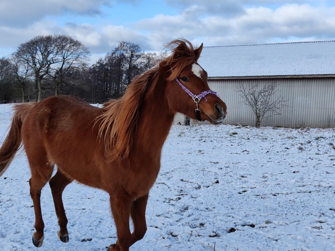 Arabisk fuldblod (OX) Rastox Nokima OX *SOLGT* billede 9