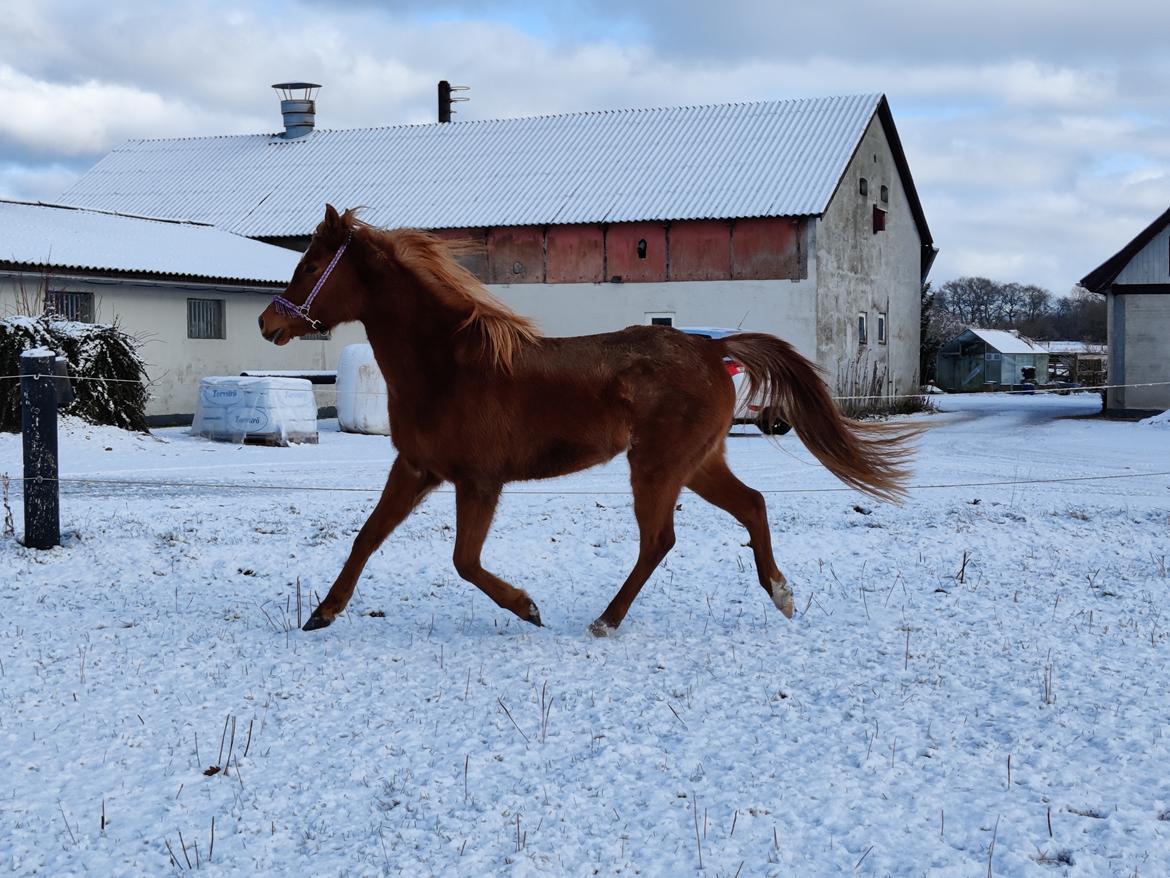 Arabisk fuldblod (OX) Rastox Nokima OX *SOLGT* billede 8