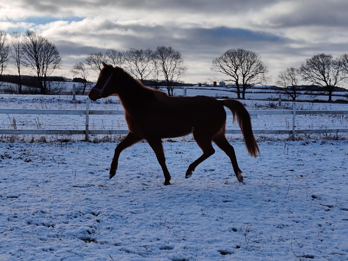 Arabisk fuldblod (OX) Rastox Nokima OX *SOLGT* billede 5