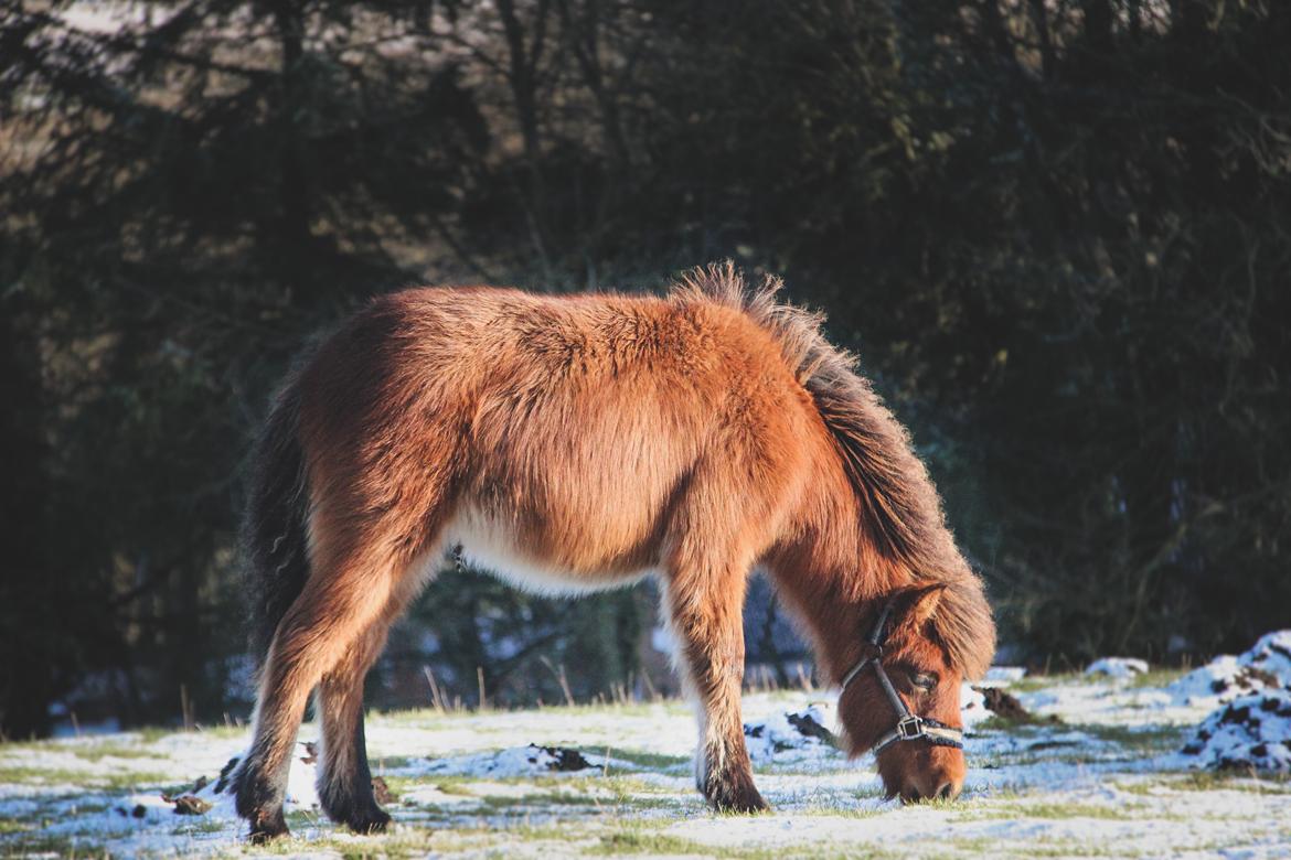 Islænder Viggó fra Bredgaard billede 10