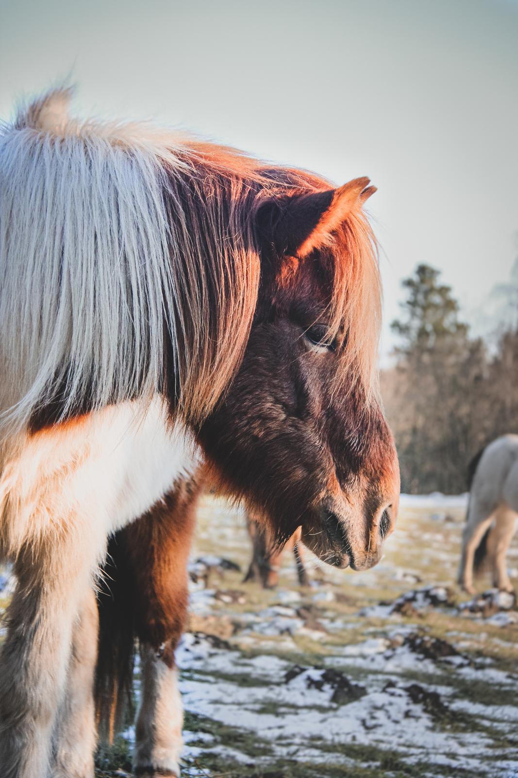 Islænder Aron fra Granhøjgaard billede 5