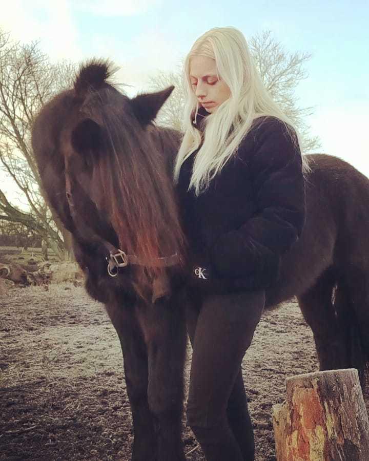 Norsk Døle Nattens Fyrste SOLGT billede 1