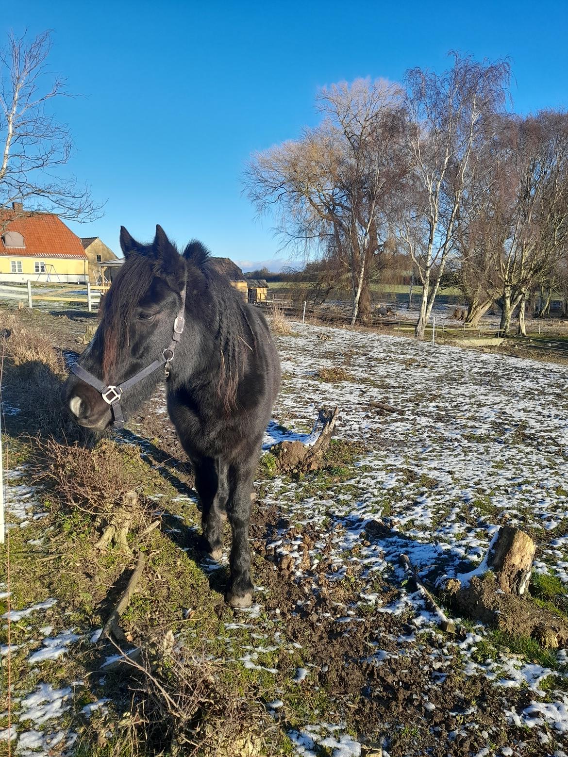 Norsk Døle Nattens Fyrste SOLGT billede 2