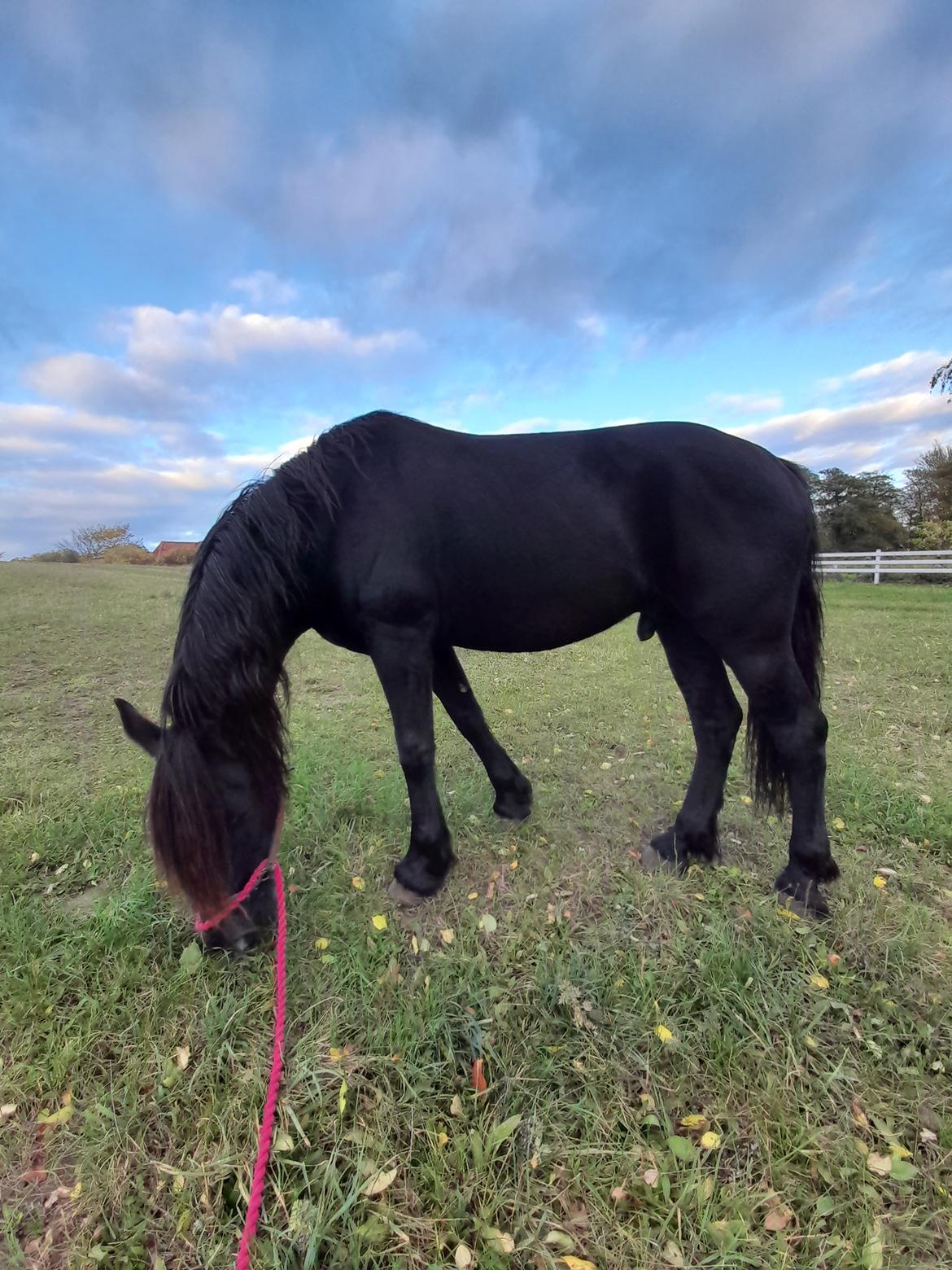 Norsk Døle Nattens Fyrste SOLGT billede 3