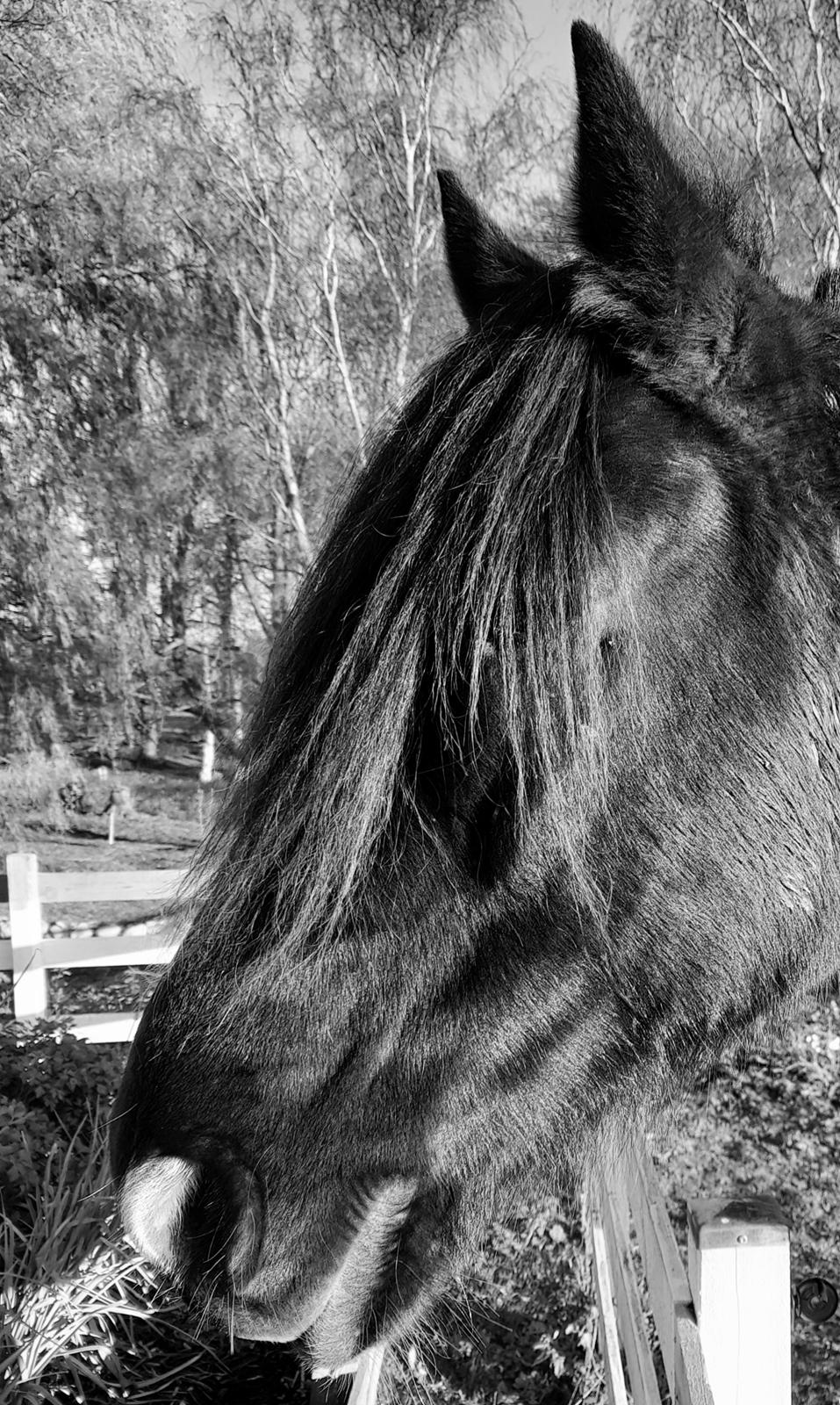 Norsk Døle Nattens Fyrste SOLGT billede 4