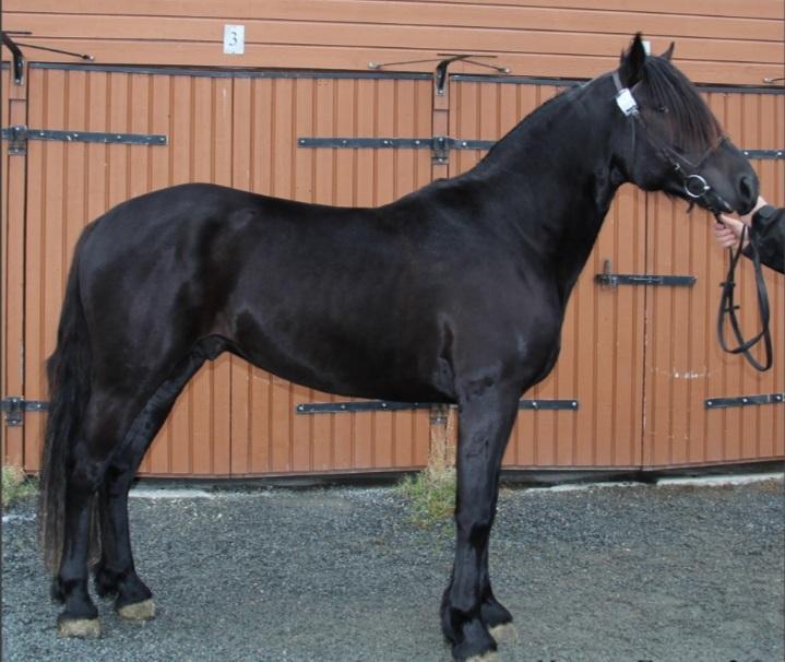 Norsk Døle Nattens Fyrste SOLGT billede 5