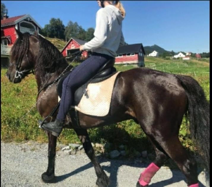 Norsk Døle Nattens Fyrste SOLGT billede 7