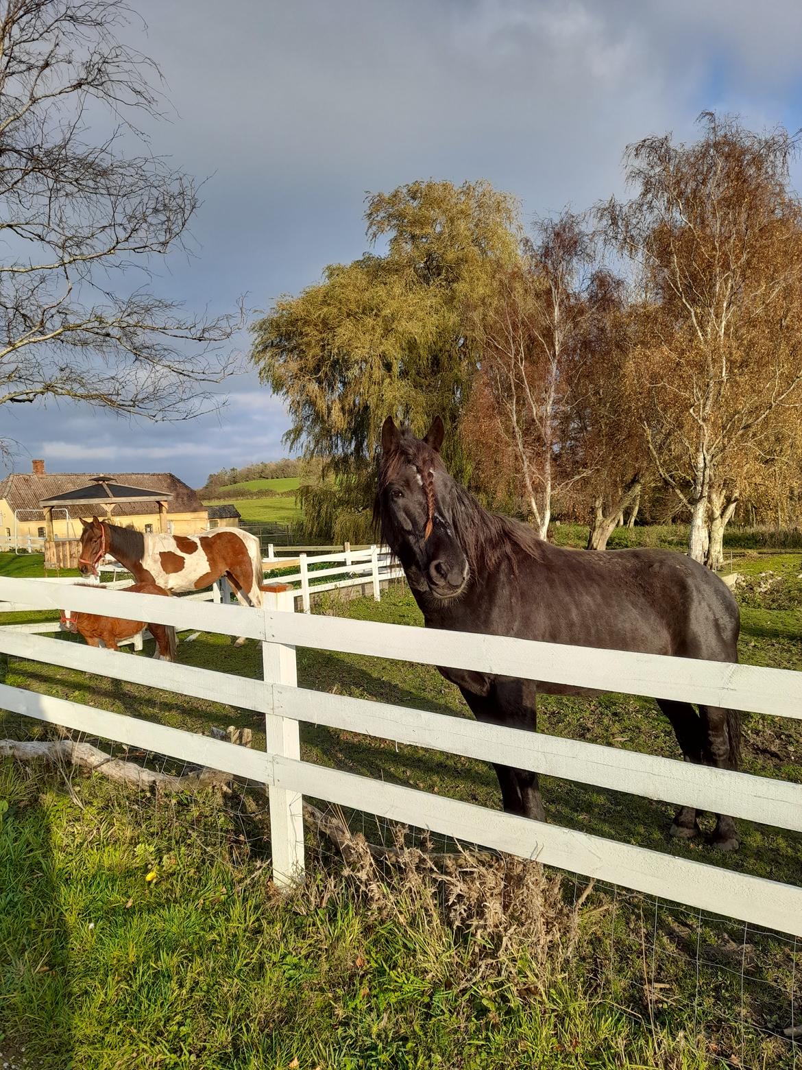 Norsk Døle Nattens Fyrste SOLGT billede 8