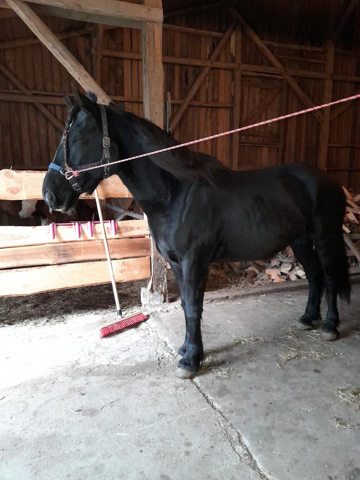 Norsk Døle Nattens Fyrste SOLGT billede 9