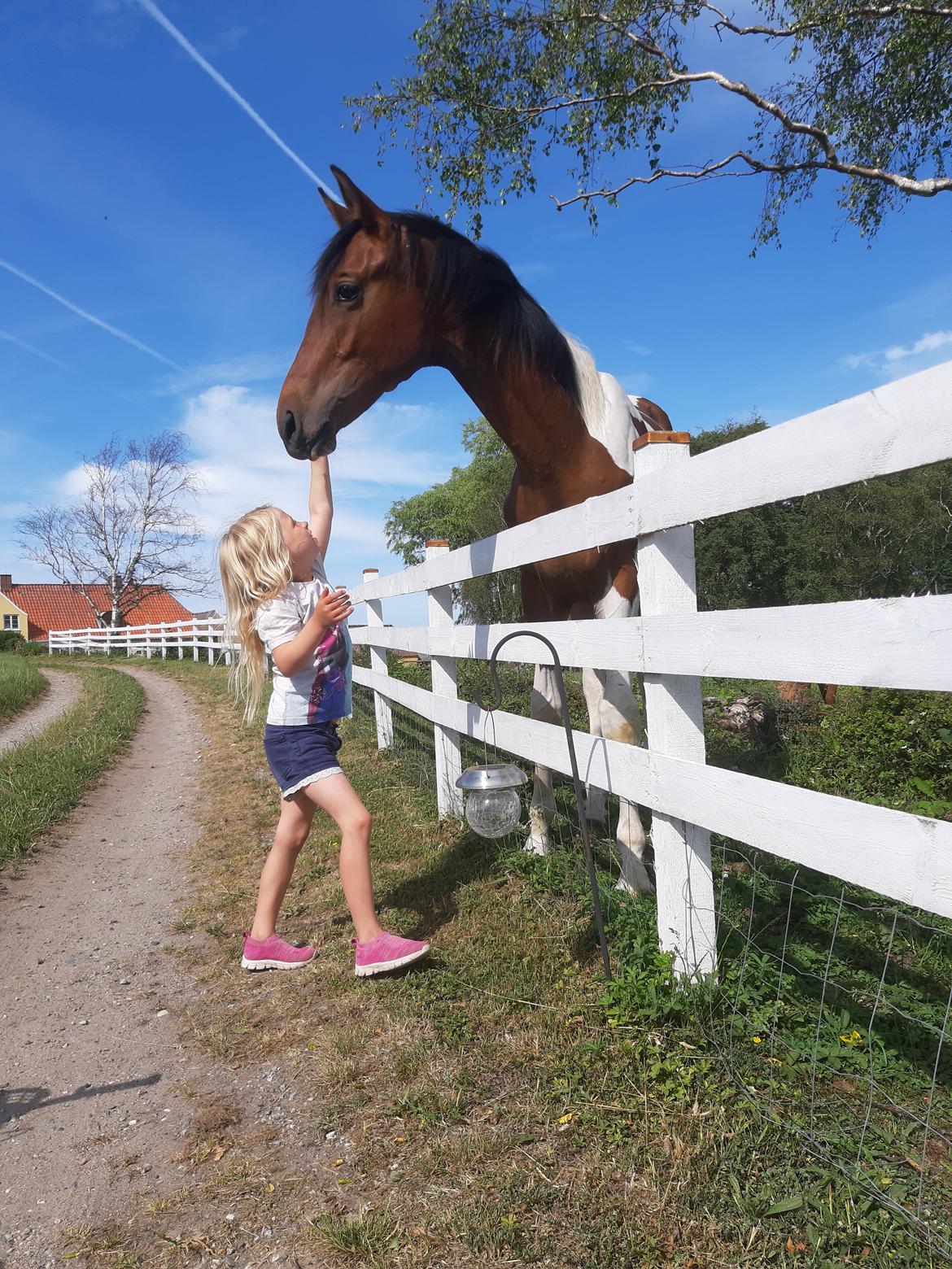 Pinto Løvegaardens Hidalgo - home billede 9