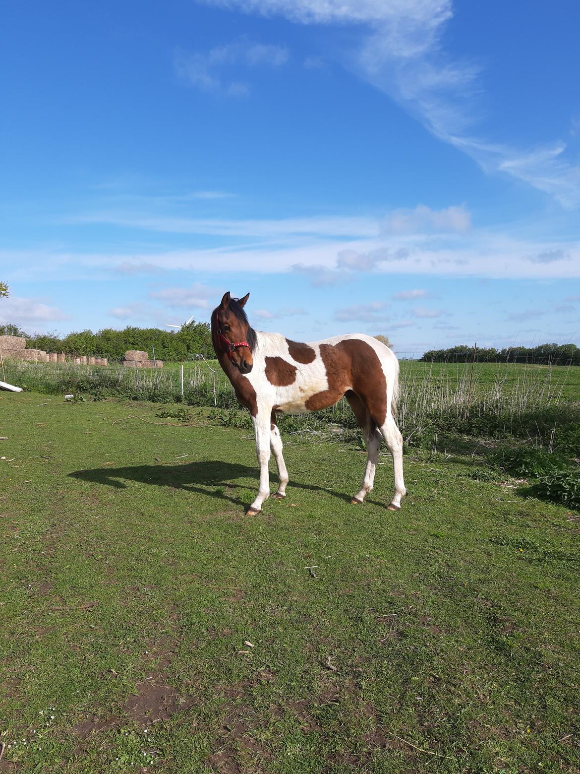Pinto Løvegaardens Hidalgo billede 16