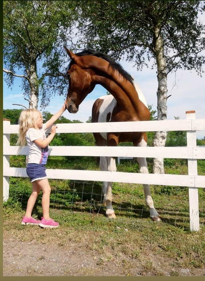 Pinto Løvegaardens Hidalgo - Hidalgo og min datter  billede 1