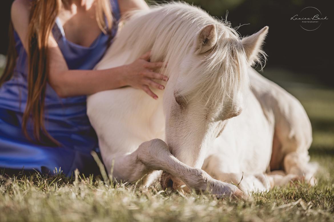 Anden særlig race Perle - Vores sidste solnedgang sammen.  billede 2
