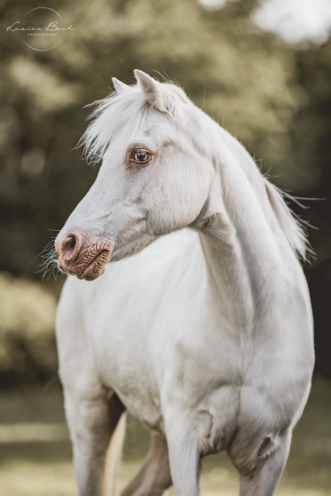Anden særlig race Perle billede 20