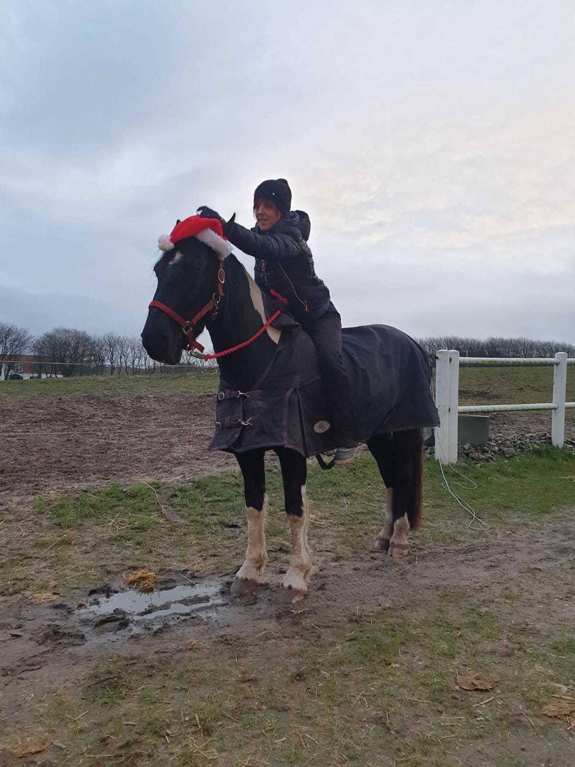 Barockpinto New Star  billede 16