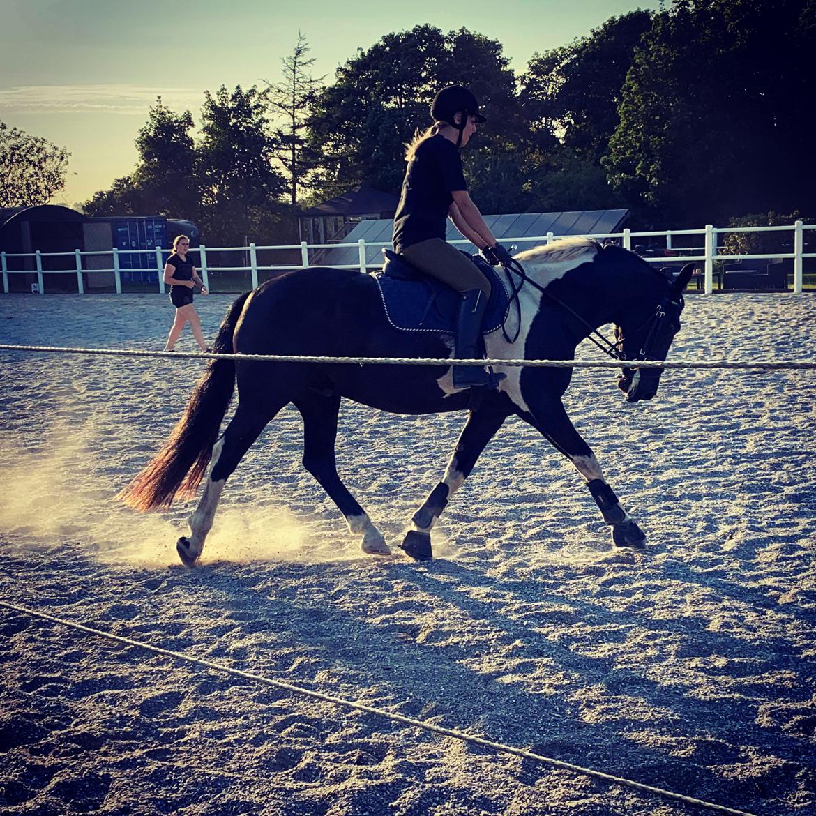 Barockpinto New Star  billede 14