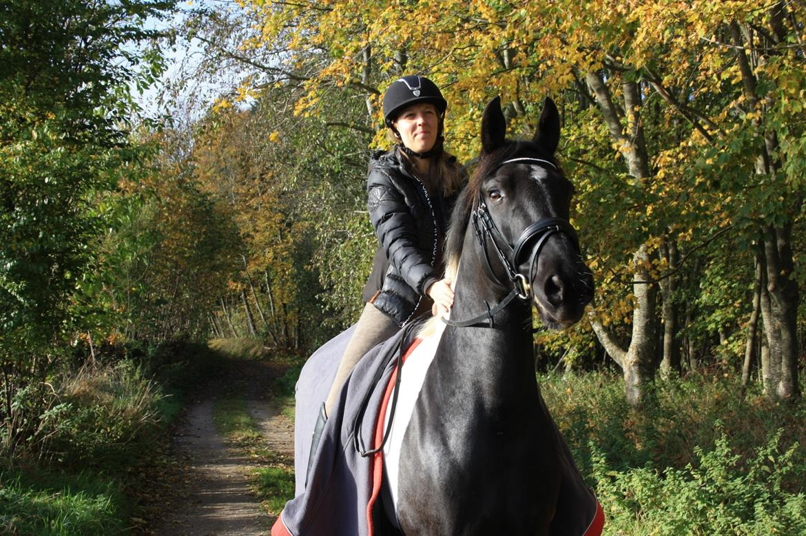 Barockpinto New Star  billede 13