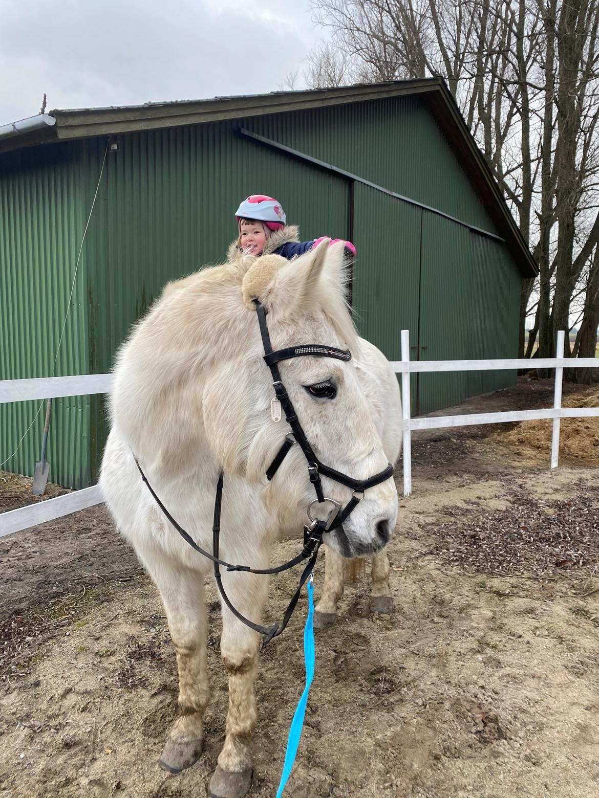 Anden særlig race Fun's shaggy billede 7