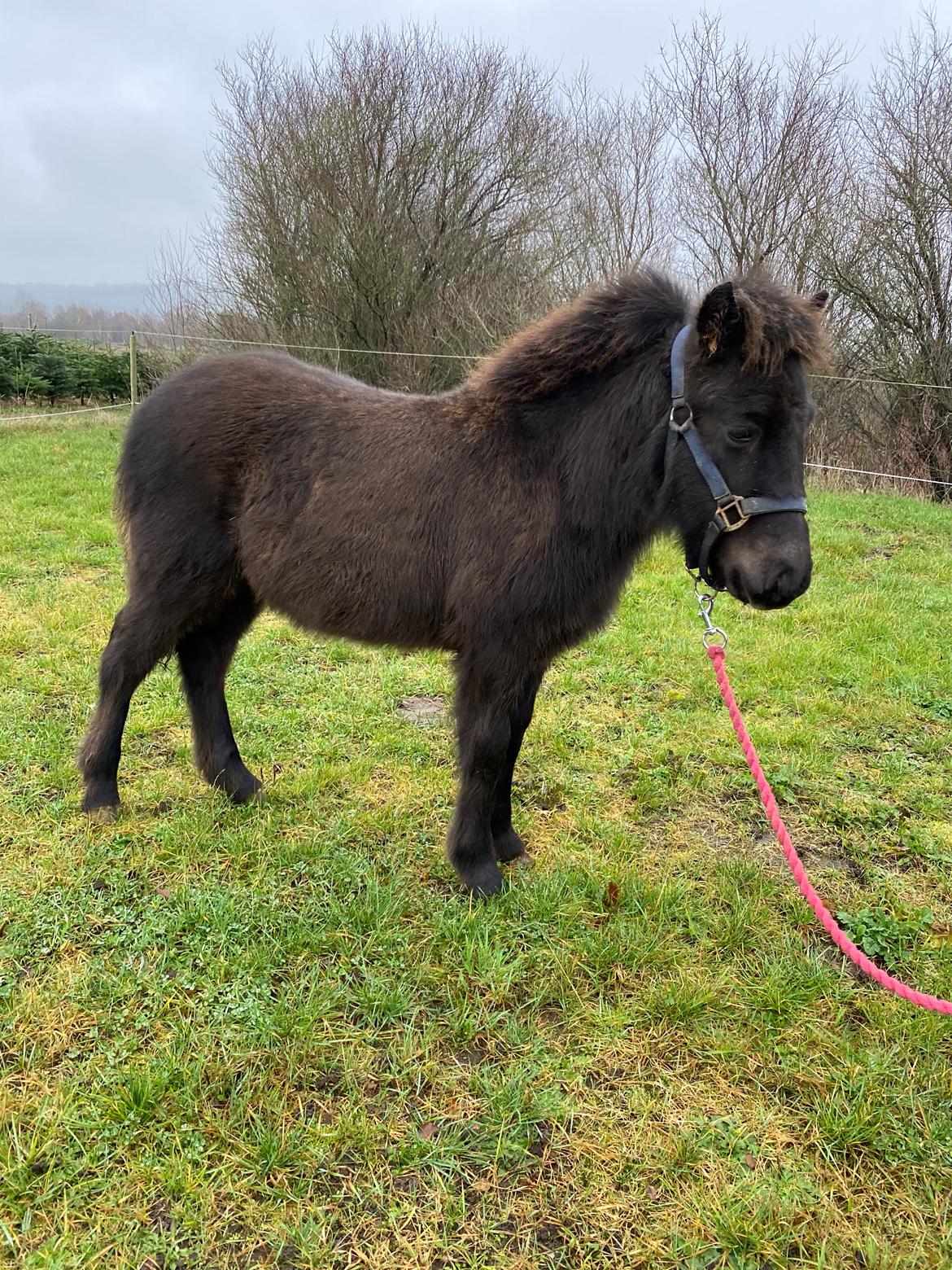 Islænder Emil fra svostruplund billede 2