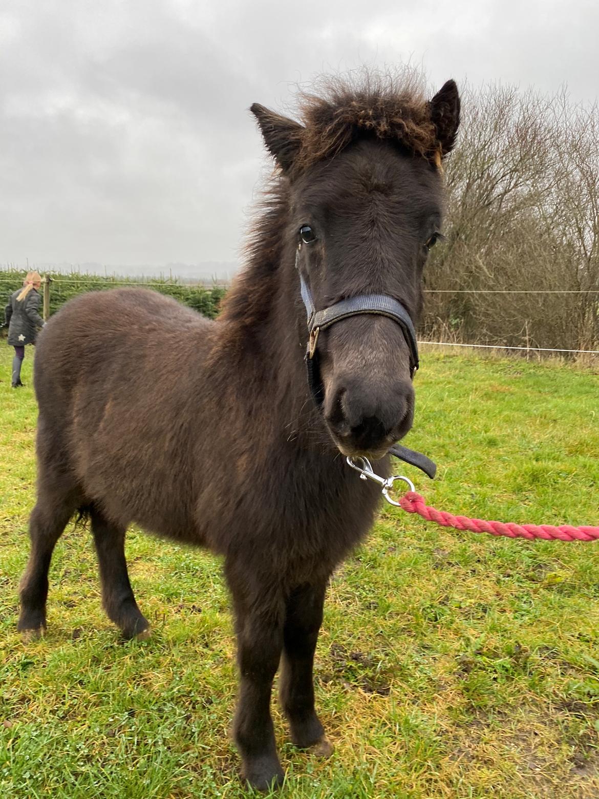 Islænder Emil fra svostruplund billede 1