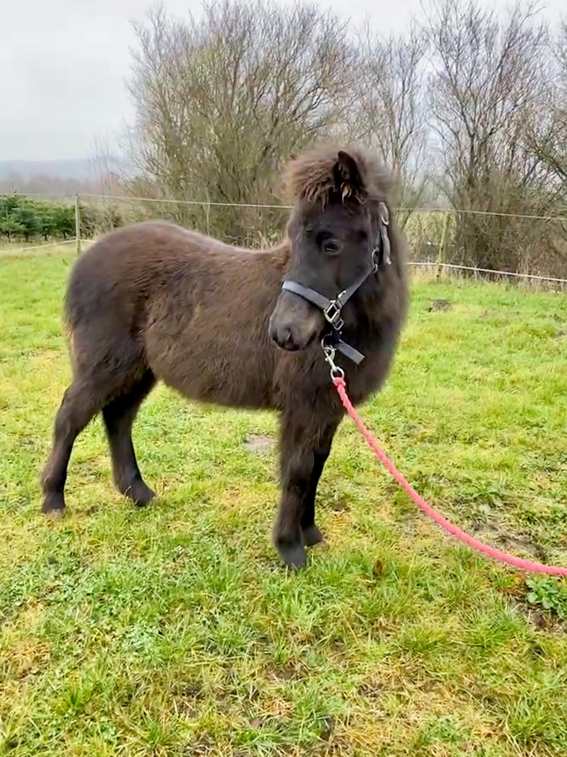 Islænder Emil fra svostruplund billede 3