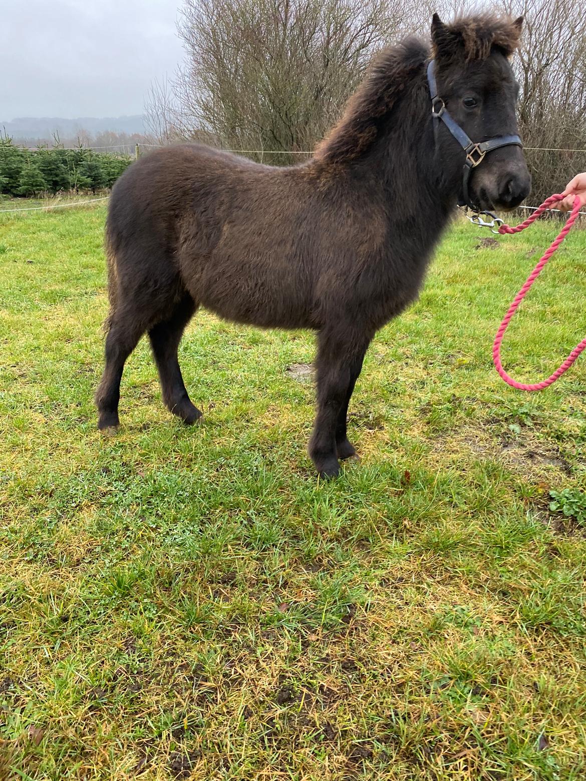 Islænder Emil fra svostruplund billede 4