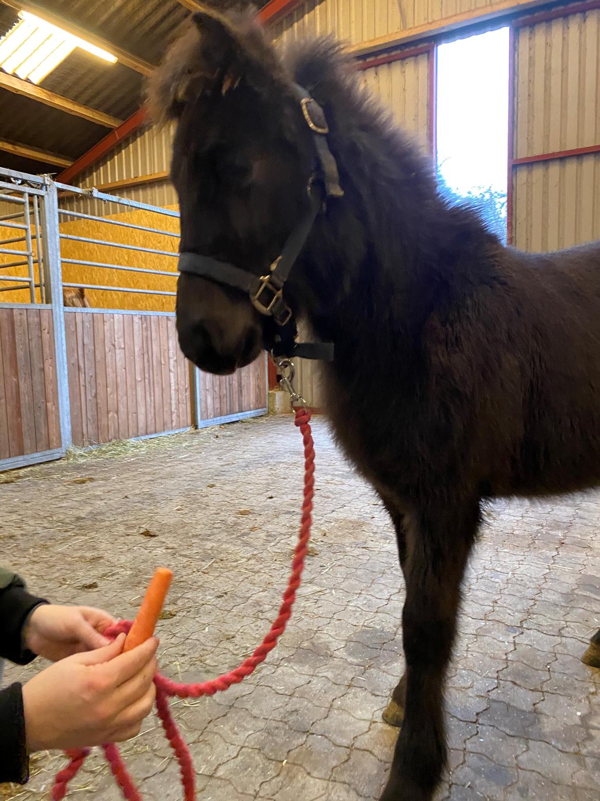 Islænder Emil fra svostruplund billede 5
