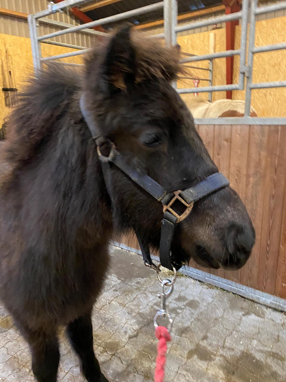 Islænder Emil fra svostruplund billede 6