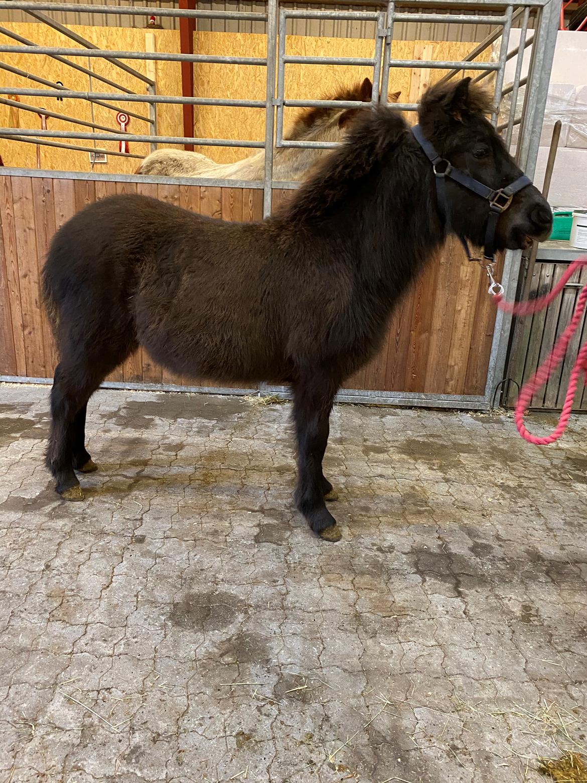 Islænder Emil fra svostruplund billede 7