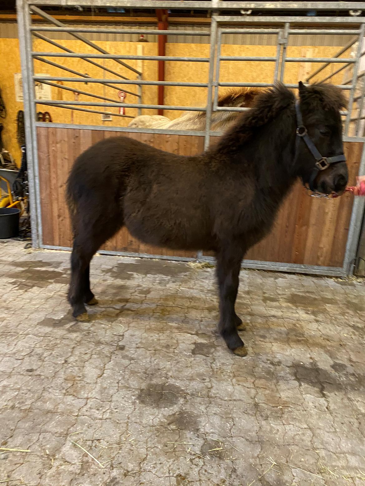 Islænder Emil fra svostruplund billede 8