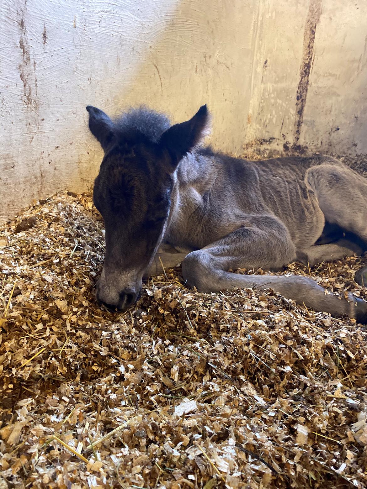 Islænder Emil fra svostruplund billede 9
