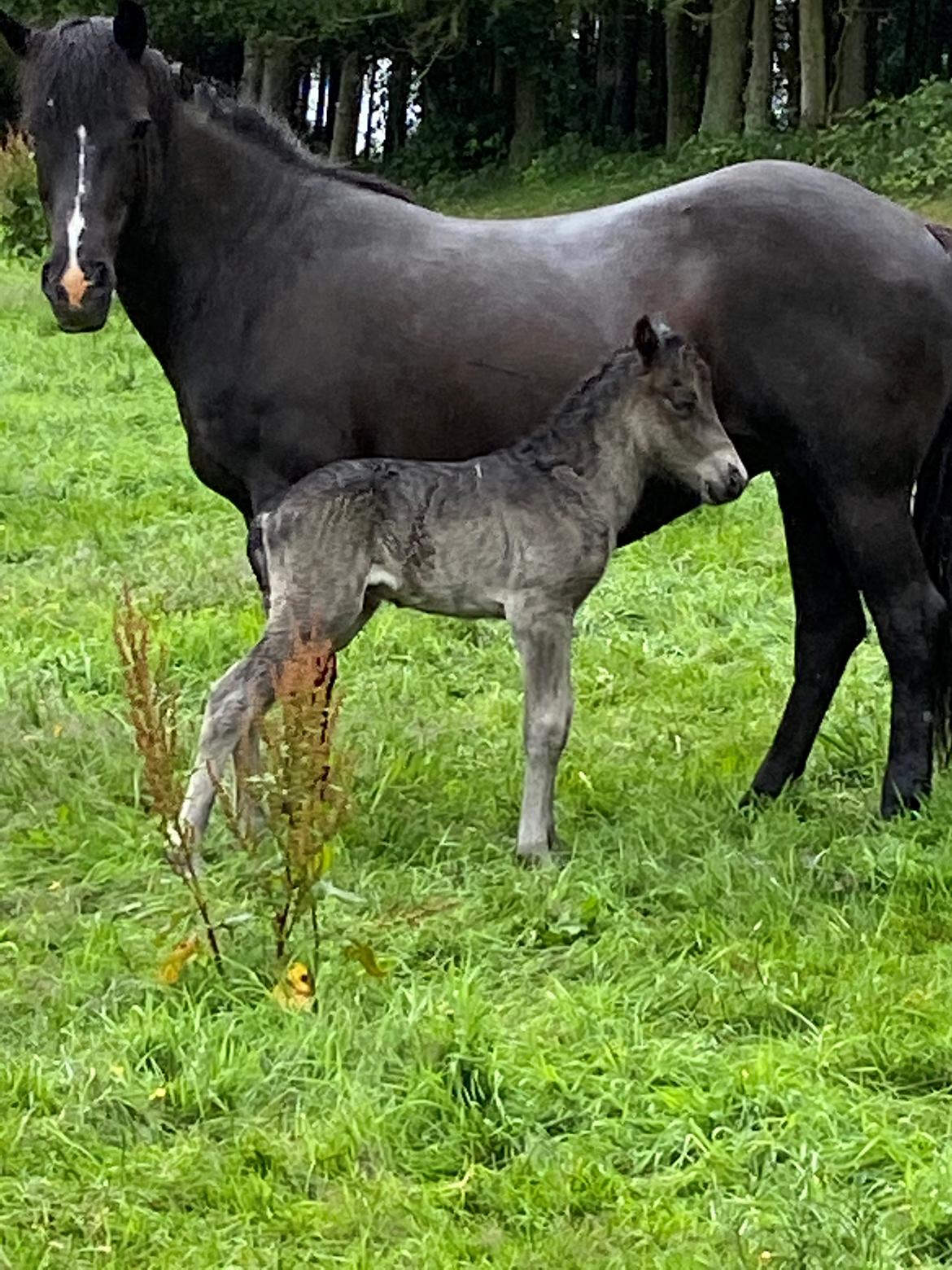 Islænder Emil fra svostruplund billede 10