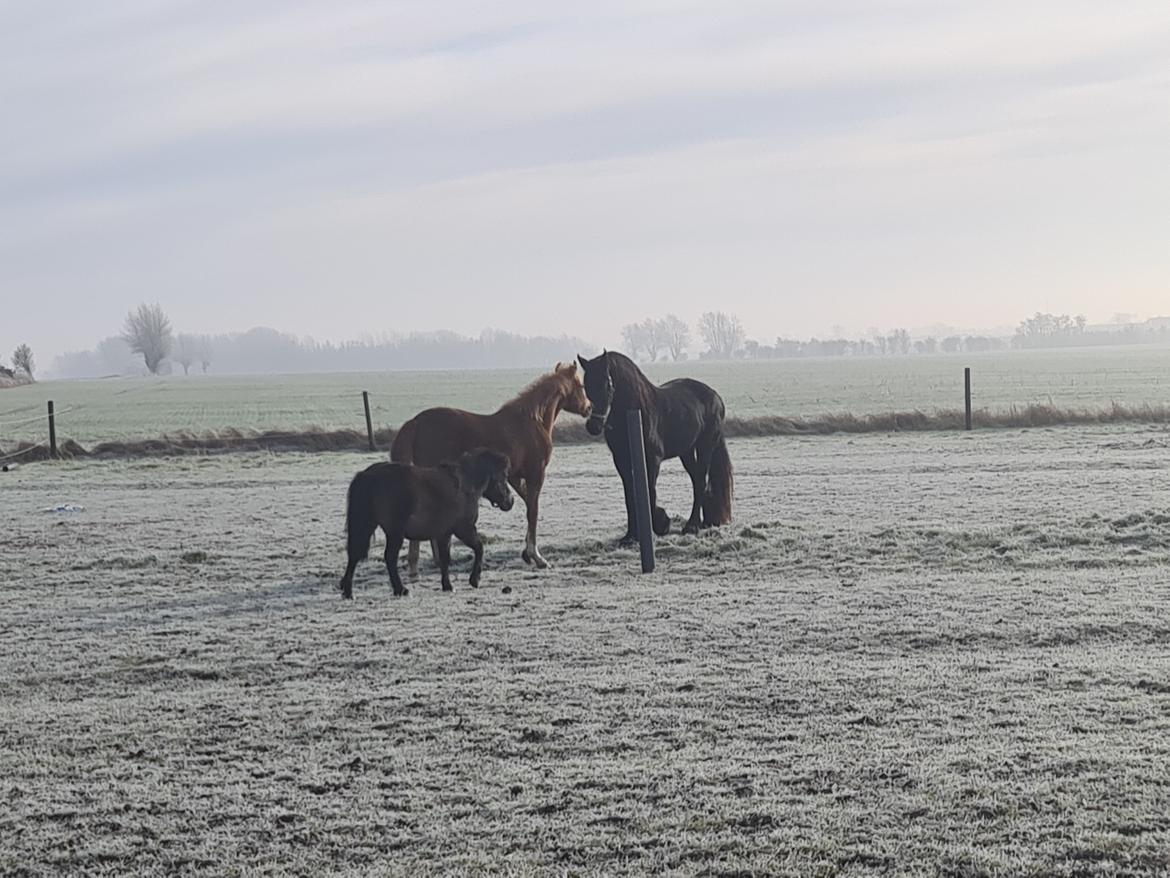 Frieser wendelina  billede 1