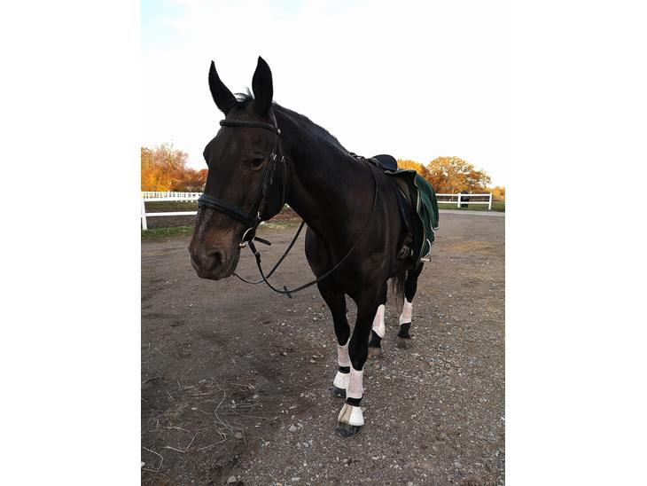 {{currentPhoto.altText}} billede {{currentPhoto.number}}