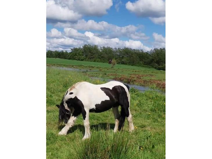 {{currentPhoto.altText}} billede {{currentPhoto.number}}