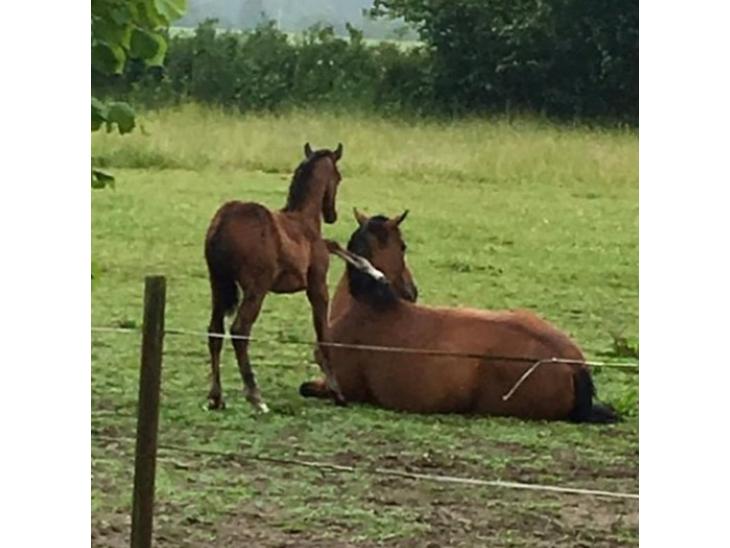 {{currentPhoto.altText}} billede {{currentPhoto.number}}